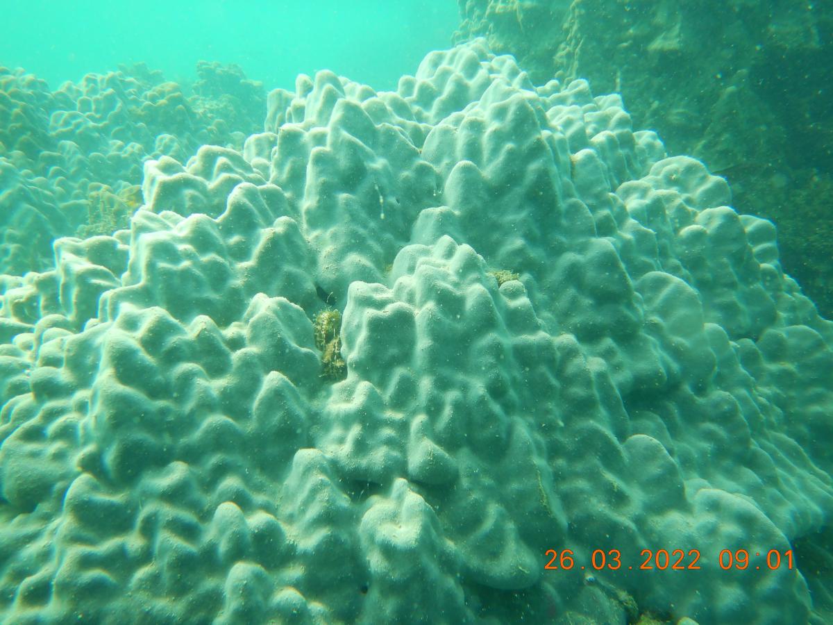 CORAL REEF HEALTH MONITORING NCCR